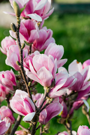 Beautiful pink magnolia flowers closeup. Blooming bush. Spring nature concept. Selective focusの写真素材