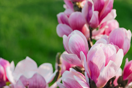 Beautiful pink magnolia flowers closeup. Blooming bush. Spring nature concept. Selective focusの写真素材