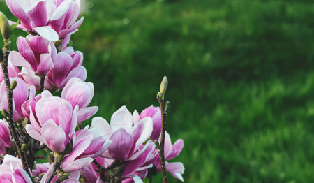 Beautiful pink magnolia flowers closeup. Blooming bush. Spring nature concept. Selective focusの写真素材