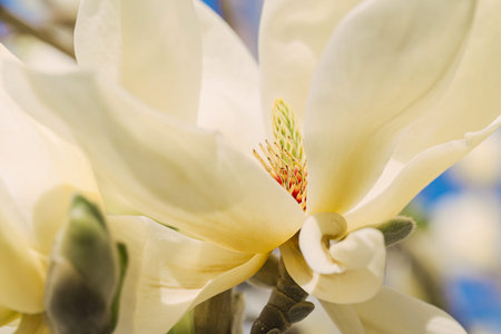 Beautiful pastel yellow magnolia flower bud closeup. Blooming bush. Spring nature concept. Selective focusの写真素材