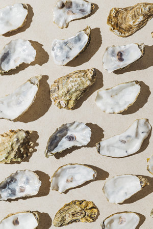 Creative pattern made of oyster shells on pastel sunlit background with shadow. Abstract compositionの写真素材