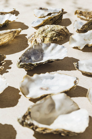 Creative composition made of oyster shells on pastel sunlit background with shadow. Abstract food theme concept. Selective focusの写真素材