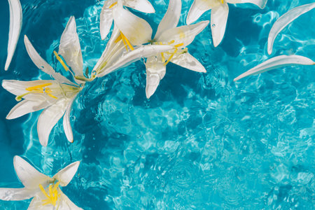Beautiful summer floral composition made of white lily flowers in blue transparent water. Nature concept. Top view. Selective focusの写真素材