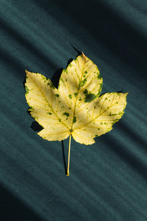 Minimal style composition made of yellow leaf on dark green background with shadow. Autumn, fall,...