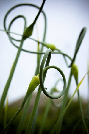 Onions runaways on sky backgraundの写真素材