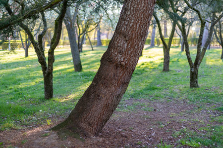 Tree trunk in a park in the evening light. Beautiful scenery.の写真素材
