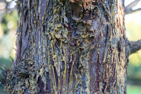A closeup shot of the bark of a tree in the forestの写真素材