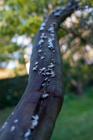 White mushrooms growing on a tree branch in the garden. Select focus.の写真素材
