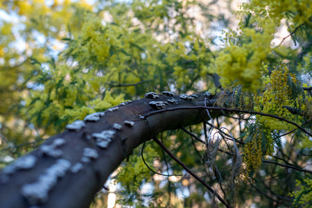 Close-up of a branch of a tree with yellow flowers.の写真素材