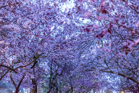 Beautiful cherry blossoms in full bloom in a park in springの写真素材