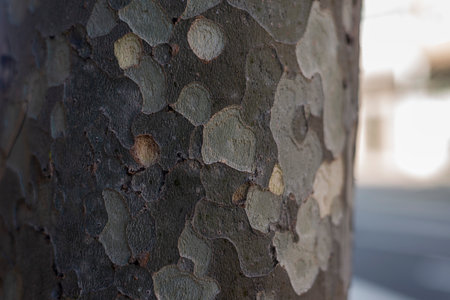 Close-up of a tree bark with holes in the trunk.の写真素材