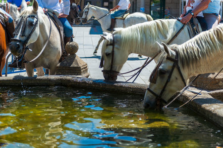 The horses at the fountain of the city of Barcelonaの写真素材