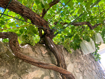 Grapes growing on a vine in a vineyard in Croatiaの写真素材