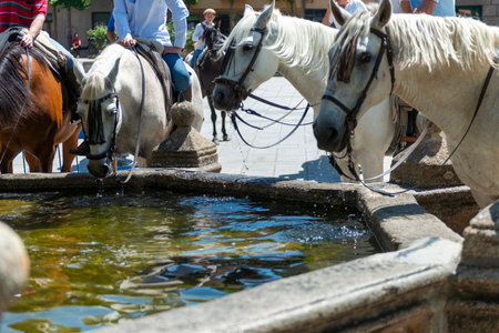 Horses drinking water from a fountain in the city of Barcelona, Spainの写真素材