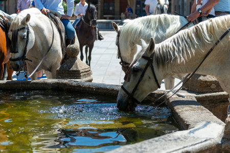 Horses drinking water in the fountain of the city of Cordoba, Spainの写真素材