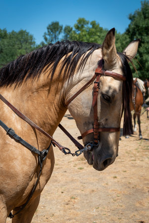 Horse in the paddock. Portrait of a horse.の写真素材