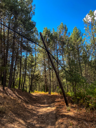 Hiking trail in the middle of the forest on a sunny dayの写真素材