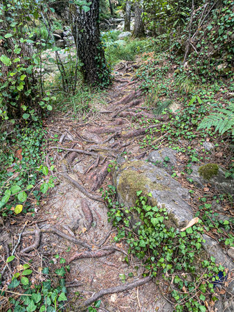 Trail in the forest with tree roots and moss in the foregroundの写真素材