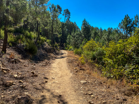 Dirt road through the pine forest in La Palma, Canary Islands, Spainの写真素材
