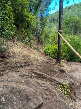 Hiking trail in the mountains of Sri Lanka. Vertical shot.の写真素材