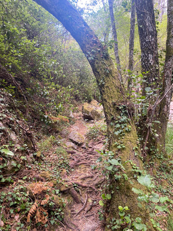 Hiking trail in the forest in the mountains of Abkhaziaの写真素材