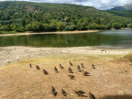 A flock of wild ducks on the shore of a mountain lake.の写真素材