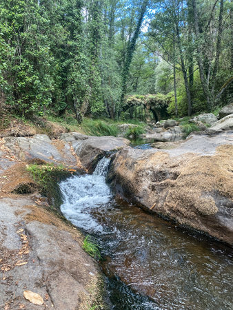 Mountain stream in the forest. Natural landscape in the summer.の写真素材