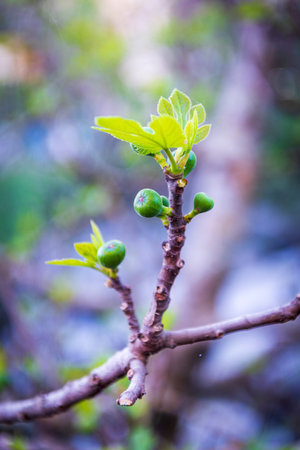 Fig tree branch with green unripe fruit on blurred background.