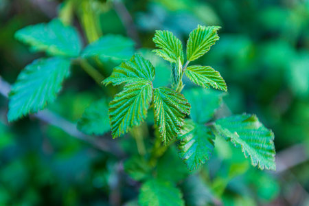 Green leaves of a raspberry plant in the spring. Shallow depth of field