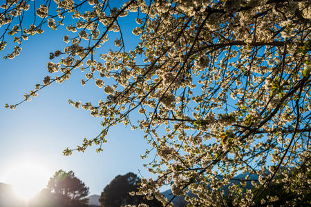 cherry blossom on blue sky background. cherry blossom in spring
