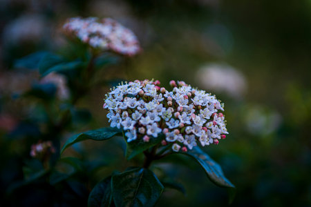 Close up of white flowers of viburnum opulus in bloomの写真素材