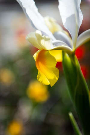 Beautiful yellow and white iris flower in the spring garden.