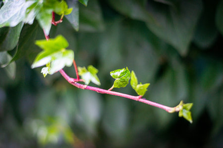 Green ivy leaves on a tree branch in the garden in springの写真素材