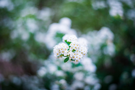 White flowers of Spiraea japonica in the garden. Selective focus.