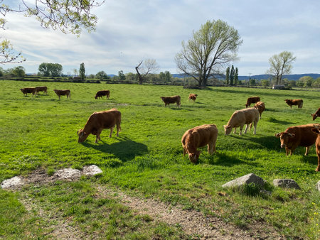 Herd of cows grazing on a green meadow in springtimeの写真素材