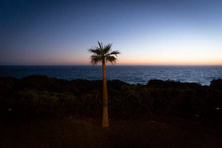 Silhouette of a palm tree at sunset in Tenerife, Canary Islandsの写真素材
