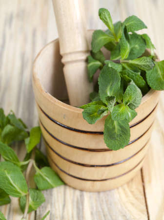 a few stems of mint in a mortar for growing shallowの写真素材