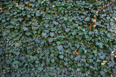 The background and texture from green leaves of the ivy which has overgrown the stone