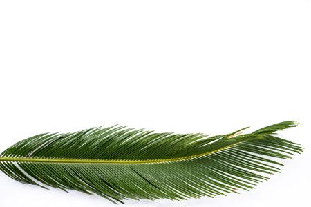 Green feather on white background. Nature, green. Art.