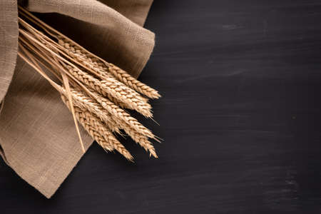 spikelet of wheat lying on the table in a dark color. Ripe and Golden Wheatの写真素材