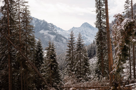 Tatras Polish mountains Zakopane. Winter time. Snow covered trees