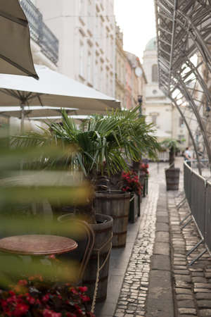 Liviston rotundifolia palm grows in a flowerpot. gardening of the city streets. Place for text.の写真素材