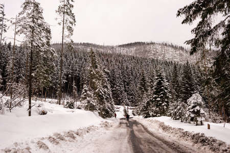winter has come, the road is covered with a thin layer of snow, forever green trees, coldの写真素材