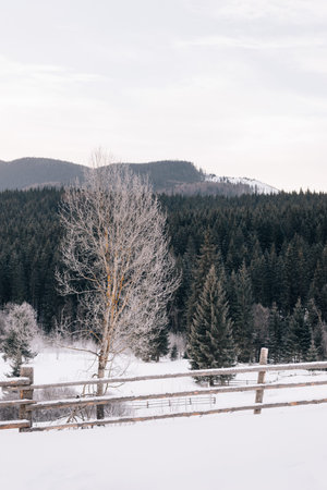 Thick winter forest, in the distance hills, in front of a forest wooden fenceの写真素材