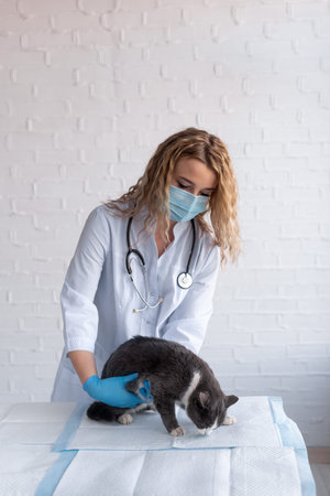 the doctor examines the pet, the clinic and the medical care of the cat, a place for text