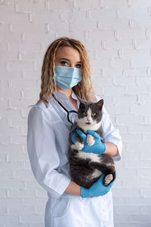 Veterinarian holds black and white cat in her arms.の写真素材