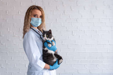 Male vet in a white coat holds on hands of a cat, photo on a gray backgroundの写真素材