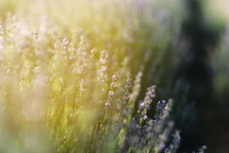 Lavender flowers in a lavender field close-up. Sun light. Macroの写真素材