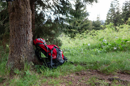 Red leisure sport backpack with straps is leaning against tree on ground in woods under sun in...