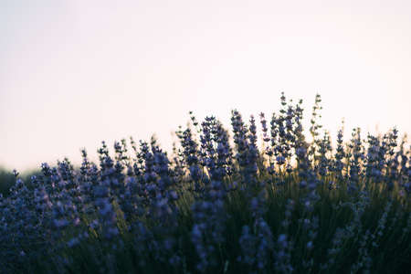 closeup lavender flowers, provence, fields with flowering and fragrant plants, france, place for textの写真素材